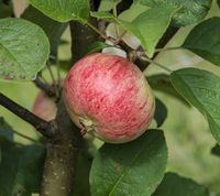 Sariola Apple